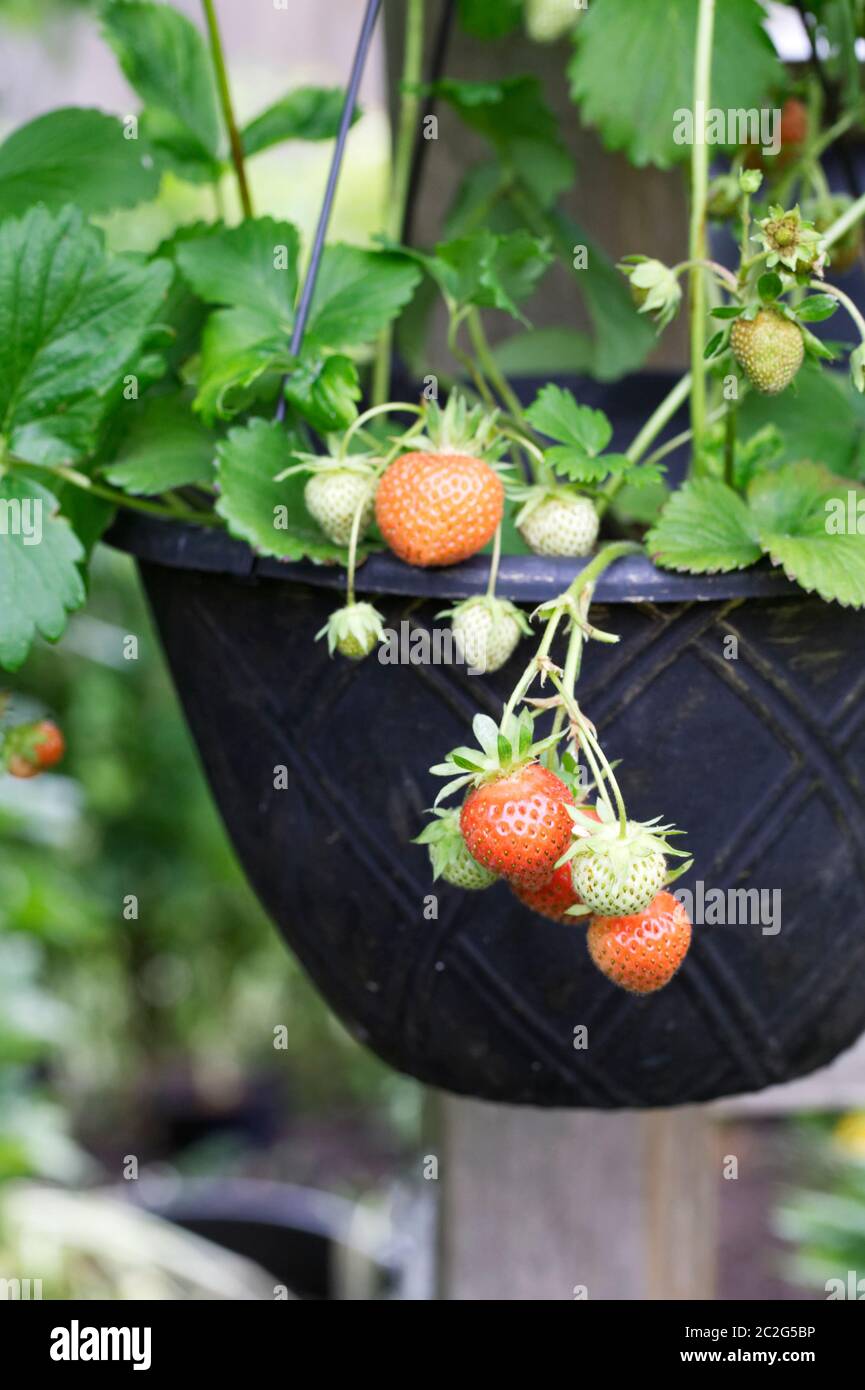 Fragaria  ananassa. Strawberries growing in a hanging basket Stock Photo -  Alamy