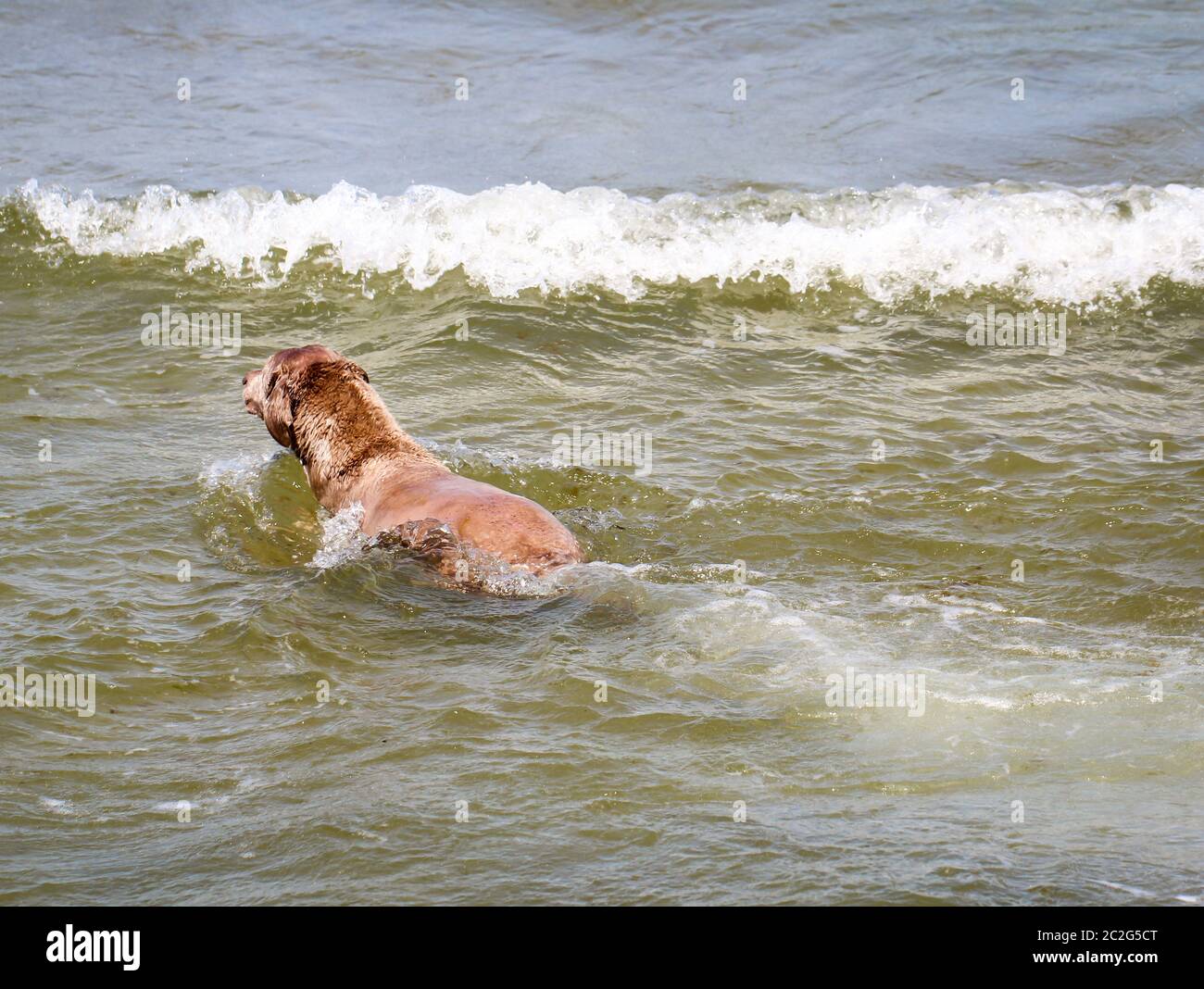 A dog is playing in the Baltic Sea with his toy Stock Photo