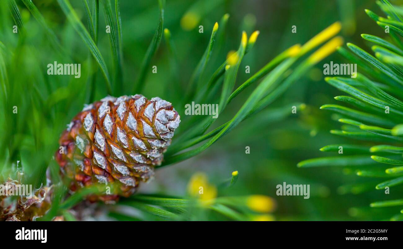 Young pine cones, with drops of resin on the surface. Macro photography Stock Photo