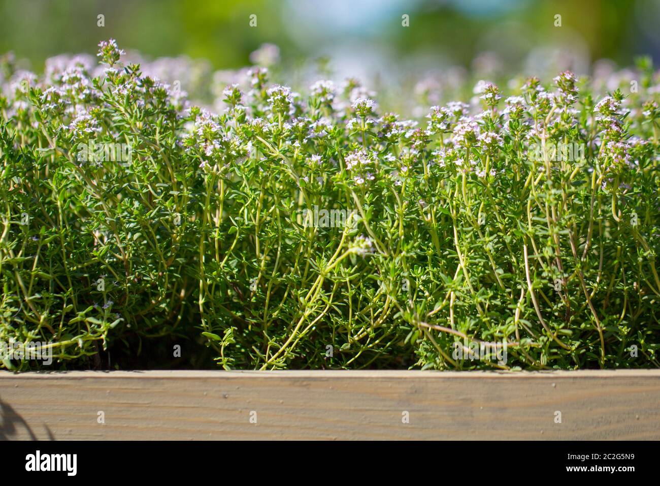 Thyme, closeup. Longstanding lowgrowing plant. It has medicinal