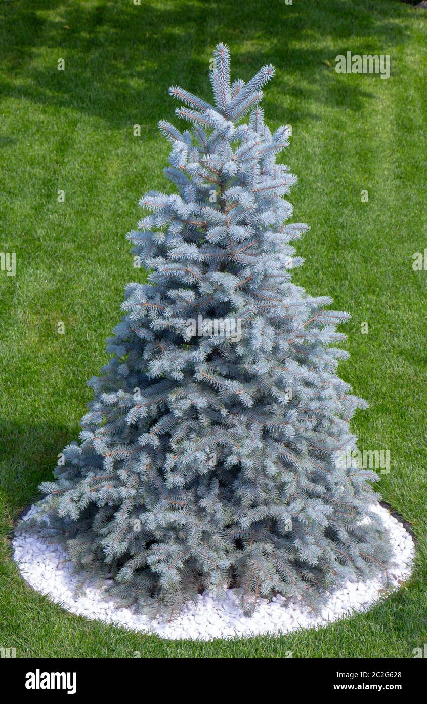 Blue Christmas tree on the green lawn near the cottage Stock Photo