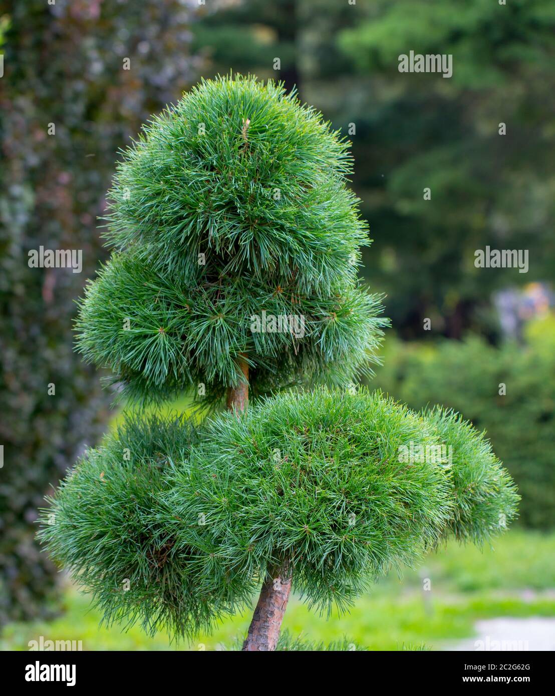 Cultivar dwarf mountain pine Pinus mugo var. pumilio in the rocky garden Stock Photo