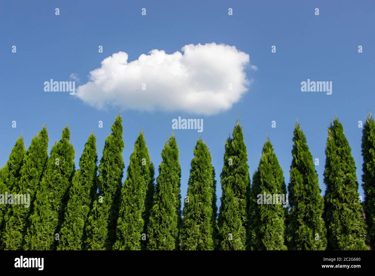 Green Hedge of Thuja Trees, nature, background Against the background of the blue sky Stock Photo