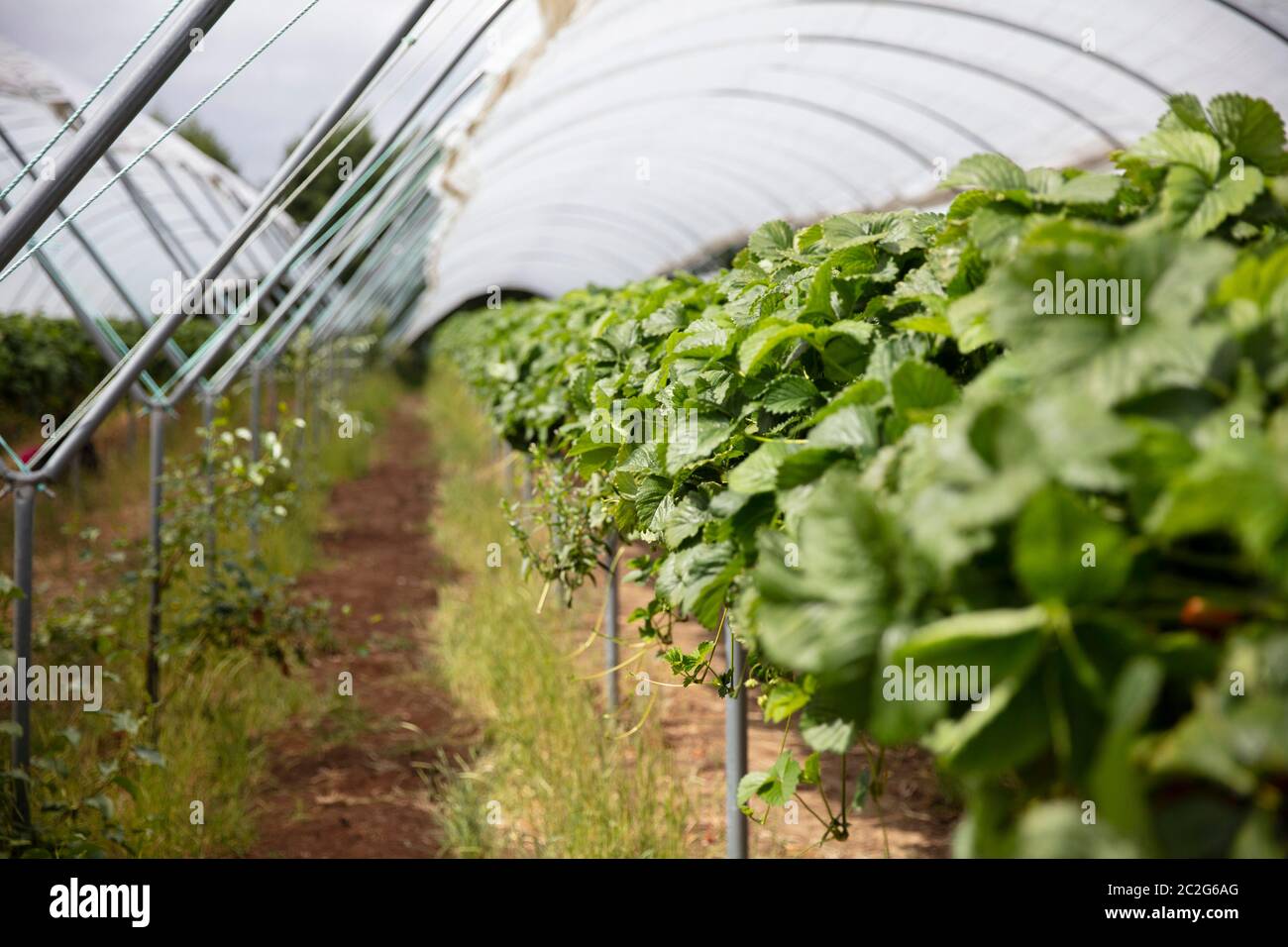 Strawberry plants grow on tall stands ready to be picked Stock Photo