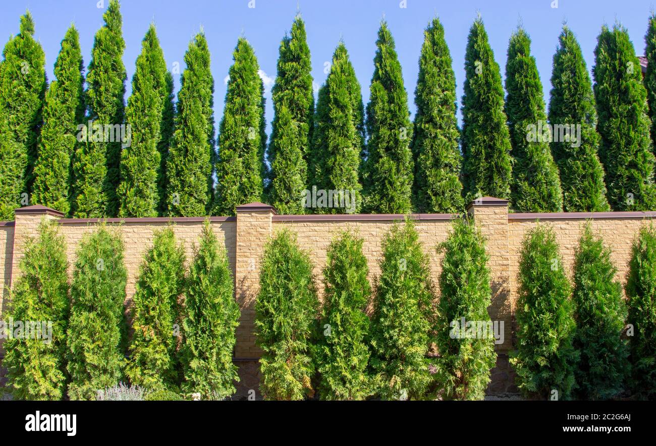 Green Hedge of Thuja Trees, nature, background Against the background of the blue sky Stock Photo