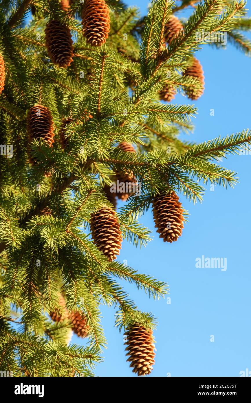 fir cones hanging on a green branch against the blue sky closeup Stock Photo