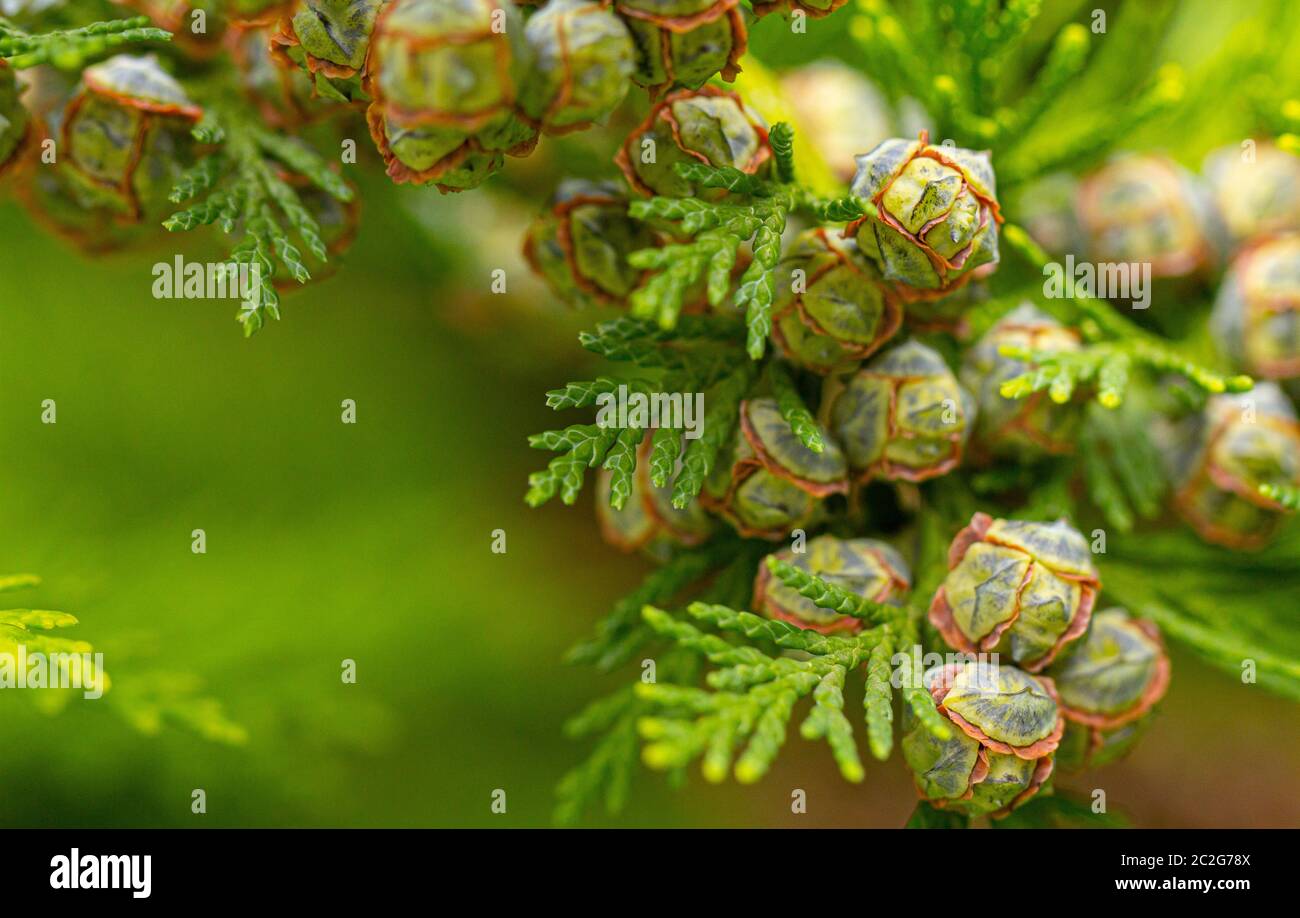 Young beautiful thuja seeds on a green branch. background Stock Photo