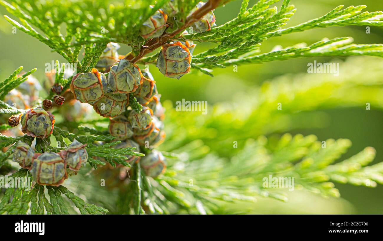 Young beautiful thuja seeds on a green branch. background Stock Photo