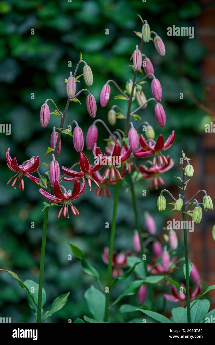 Martagon Lily Claude Shride High Resolution Stock Photography And Images Alamy