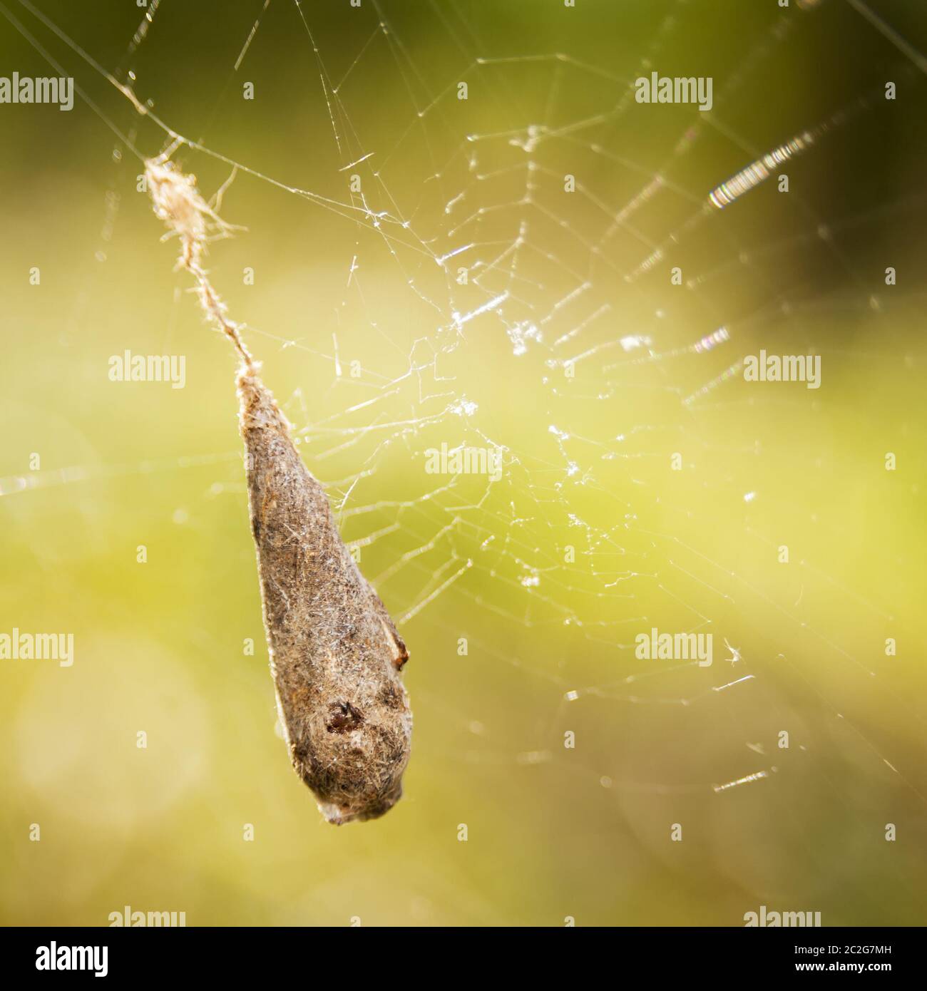 Cocoon of a cross spider in his web Stock Photo