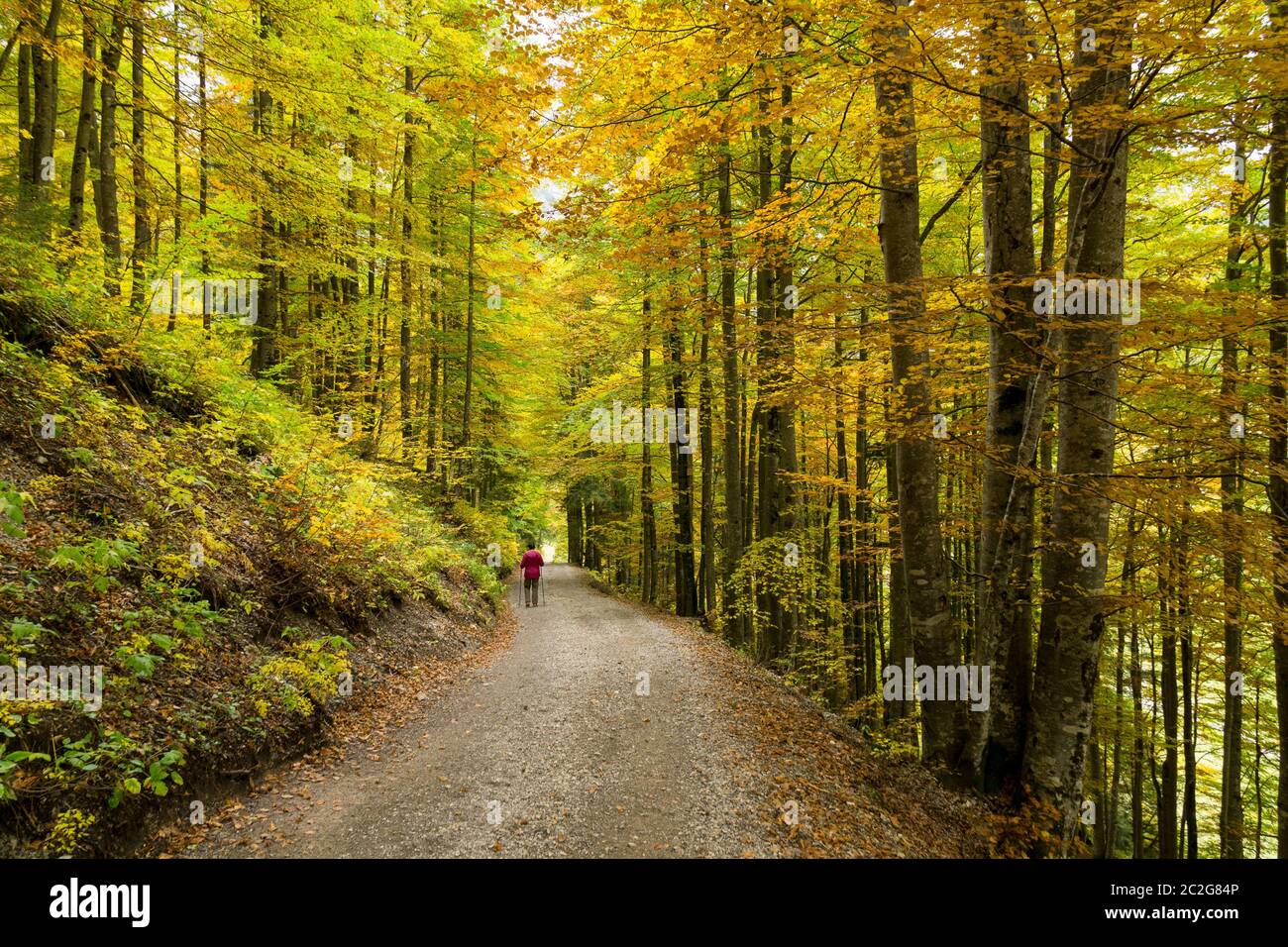 Hiking in the autumn forest Stock Photo - Alamy