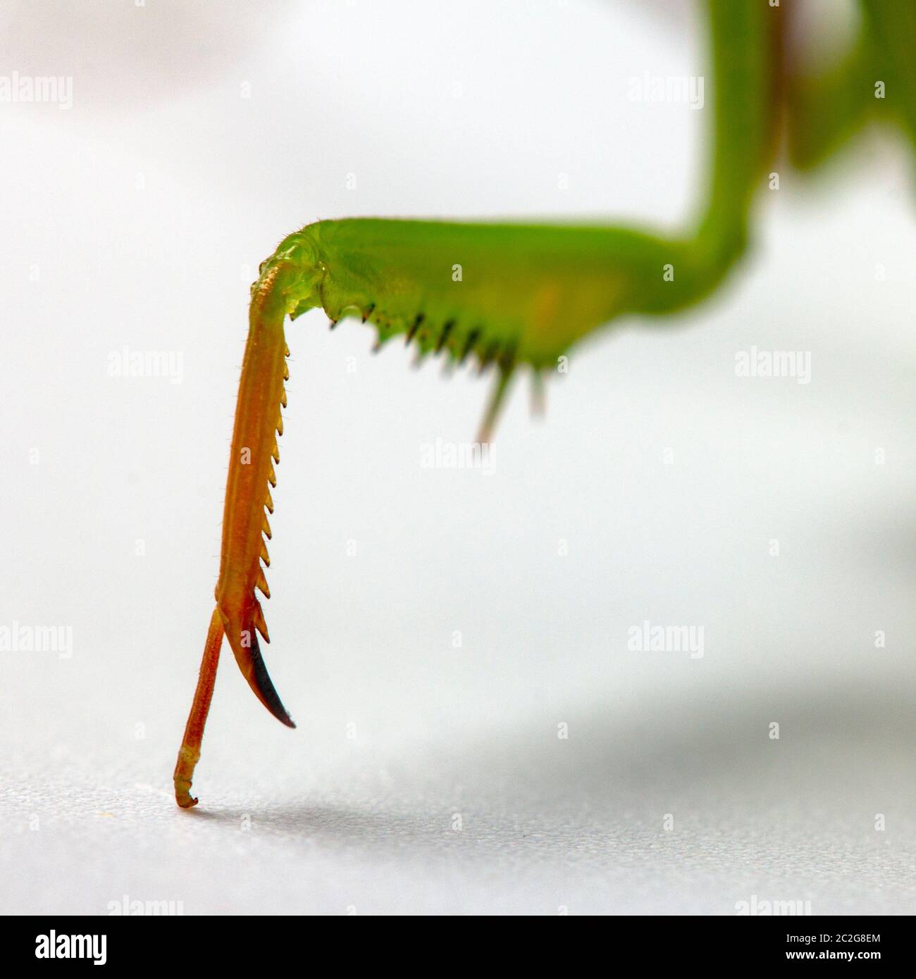 Mantis Religiosa and her two paws close-up Stock Photo