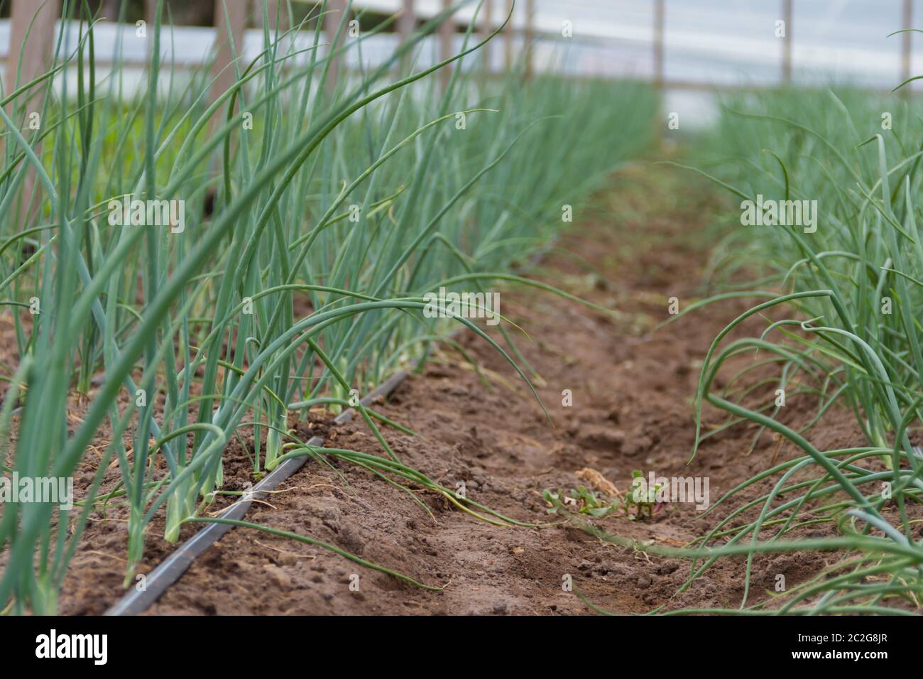plantation of onions in greenhouse organic garden Stock Photo - Alamy