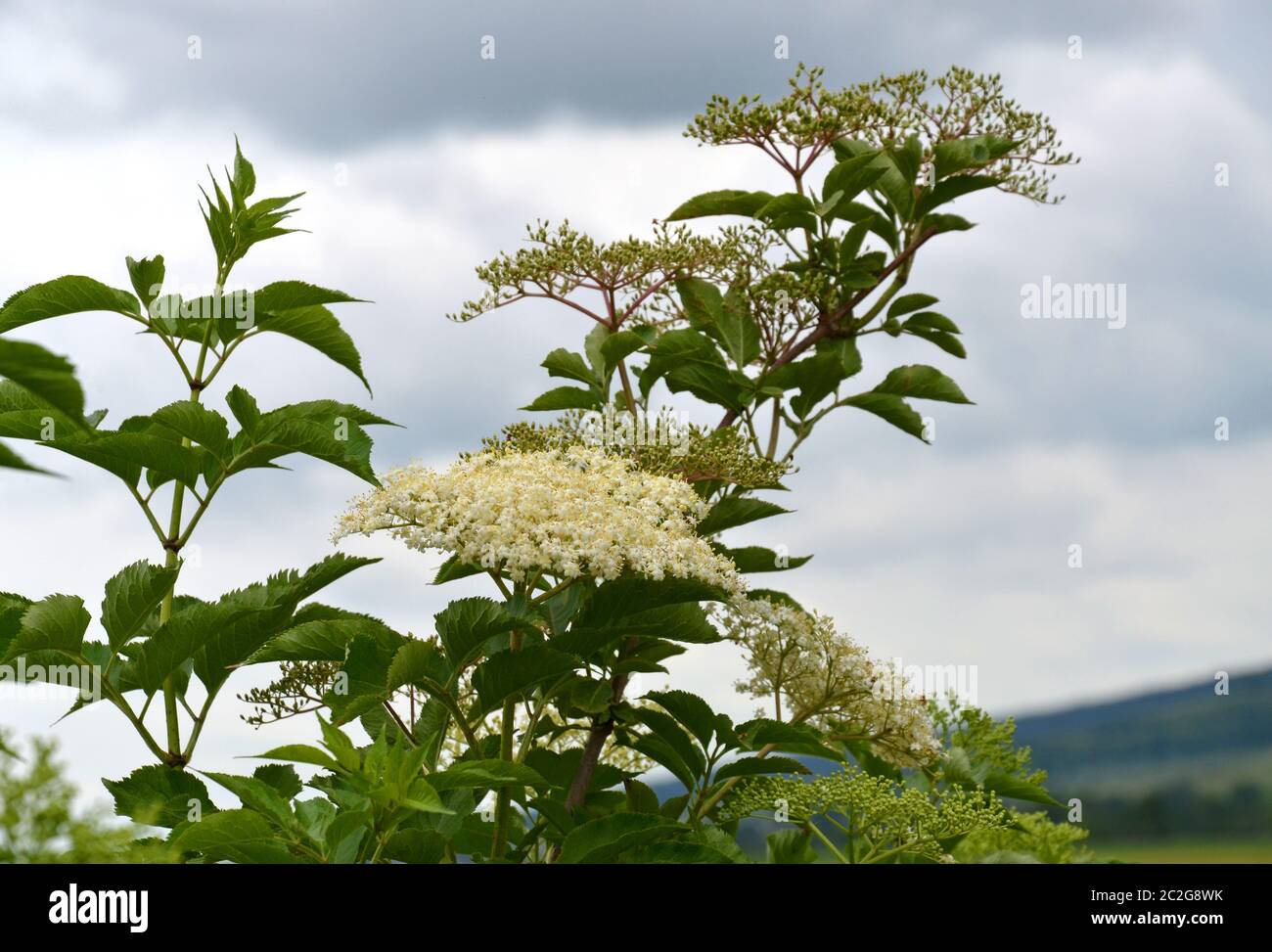 Flower of the elder tree in may Stock Photo