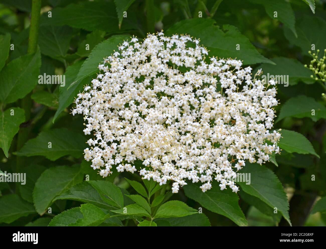 Elderflower tree hires stock photography and images Alamy