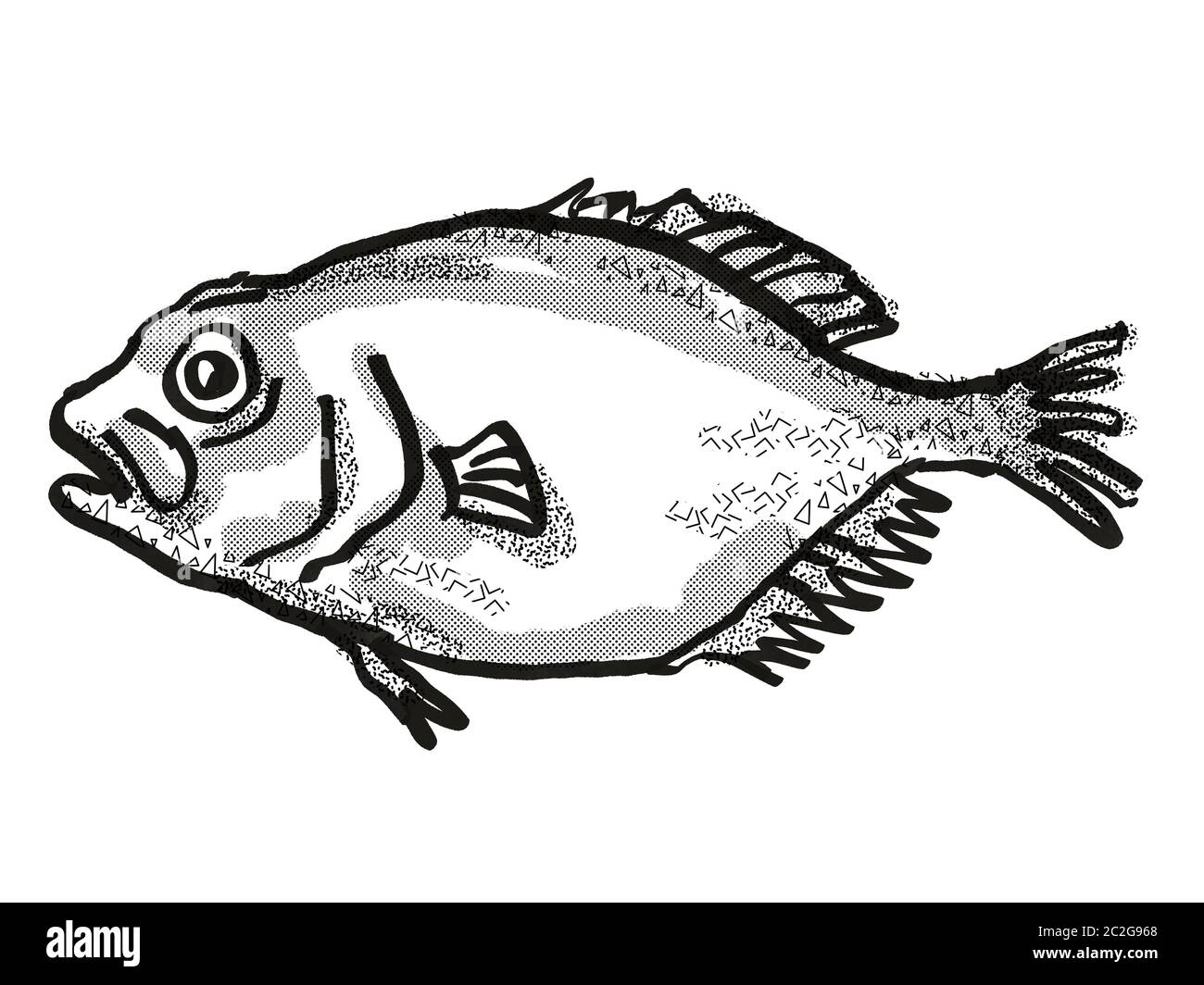 Retro cartoon style drawing of an orange roughy, a native New Zealand
