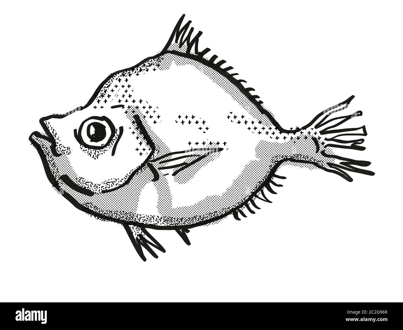 Retro cartoon style drawing of a Malayan Deepsea Boarfish , a native Australian marine life species viewed from side on isolated white background done Stock Photo