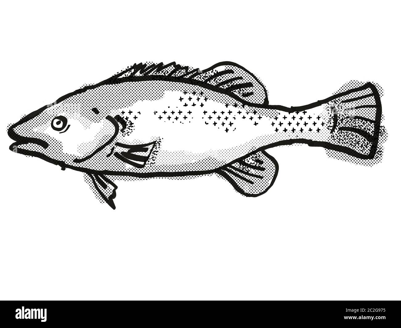 Retro cartoon style drawing of a Trout Cod  , a native Australian marine life species viewed from side on isolated white background done in black and Stock Photo