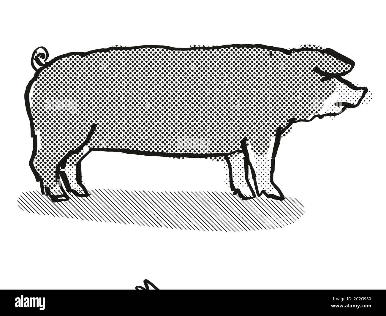Retro cartoon style drawing of a Poland China sow or boar, a pig breed viewed from side on isolated white background done in black and white Stock Photo