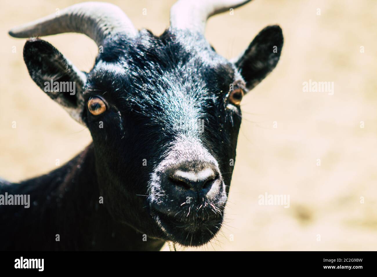 View of domestic goat, a subspecies of C. aegagrus domesticated from ...