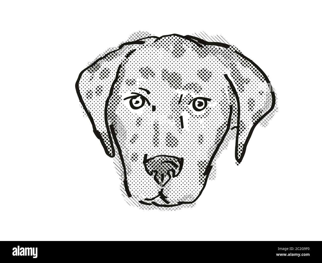 Retro cartoon style drawing of head of an American Leopard Hound , a  domestic dog or canine breed on isolated white background done in black and  whit Stock Photo - Alamy