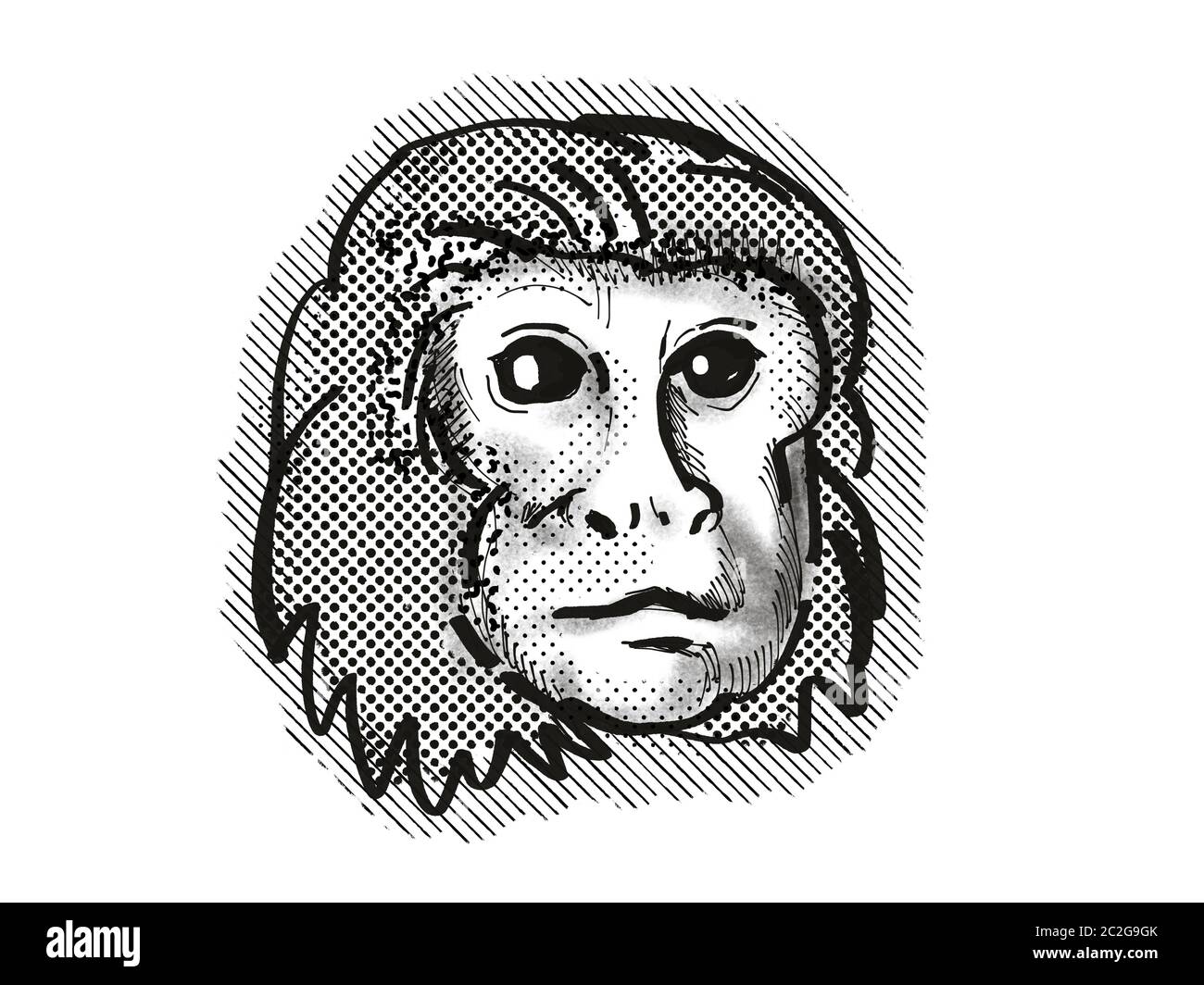 Retro cartoon style drawing head of a Golden Lion Tamarin , a monkey species viewed from front on isolated white background done in black and white Stock Photo