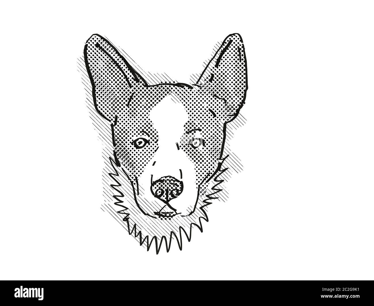 Retro cartoon style drawing of head of a Cardigan Welsh Corgi, a domestic dog or canine breed on isolated white background done in black and white. Stock Photo