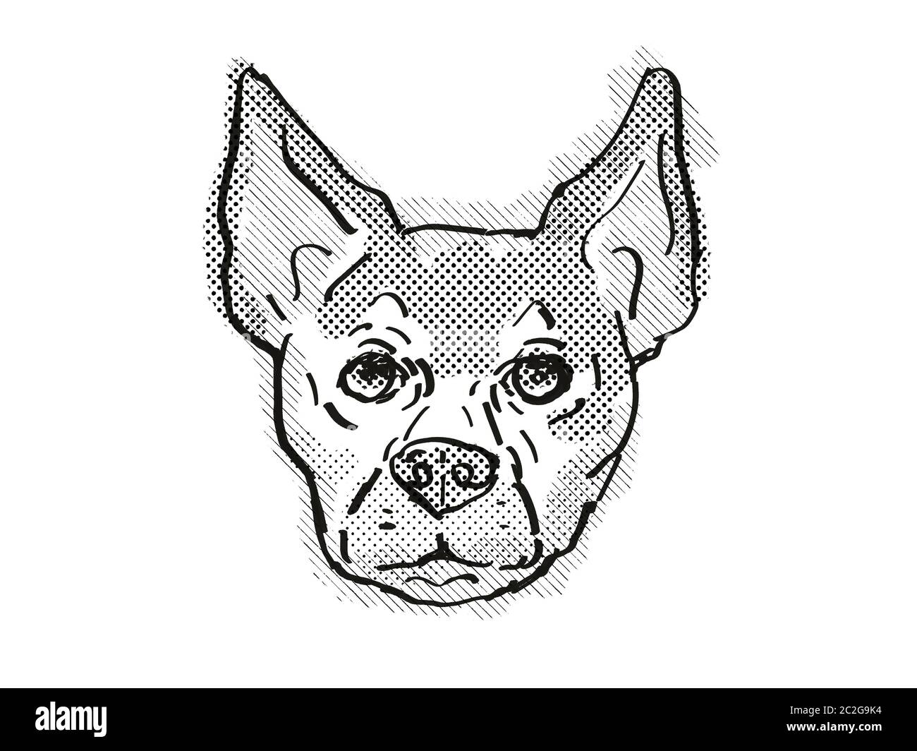 Retro cartoon style drawing of head of a Chihuahua, a domestic dog or canine breed on isolated white background done in black and white. Stock Photo