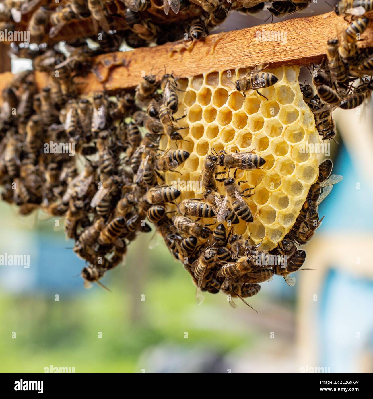 пчелы трудятся. пчелы трудятся. пчела труженик. пчелы трудятся. пчелка труженица.