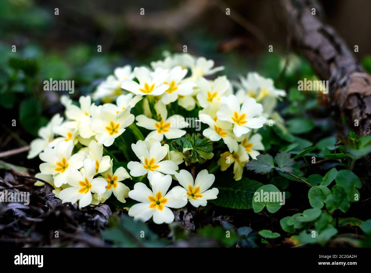 Blooming primroses in woods at the beginning of spring. Stock Photo