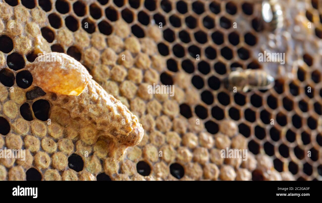 Queen's Nest in a beehive. Mother liquor Stock Photo