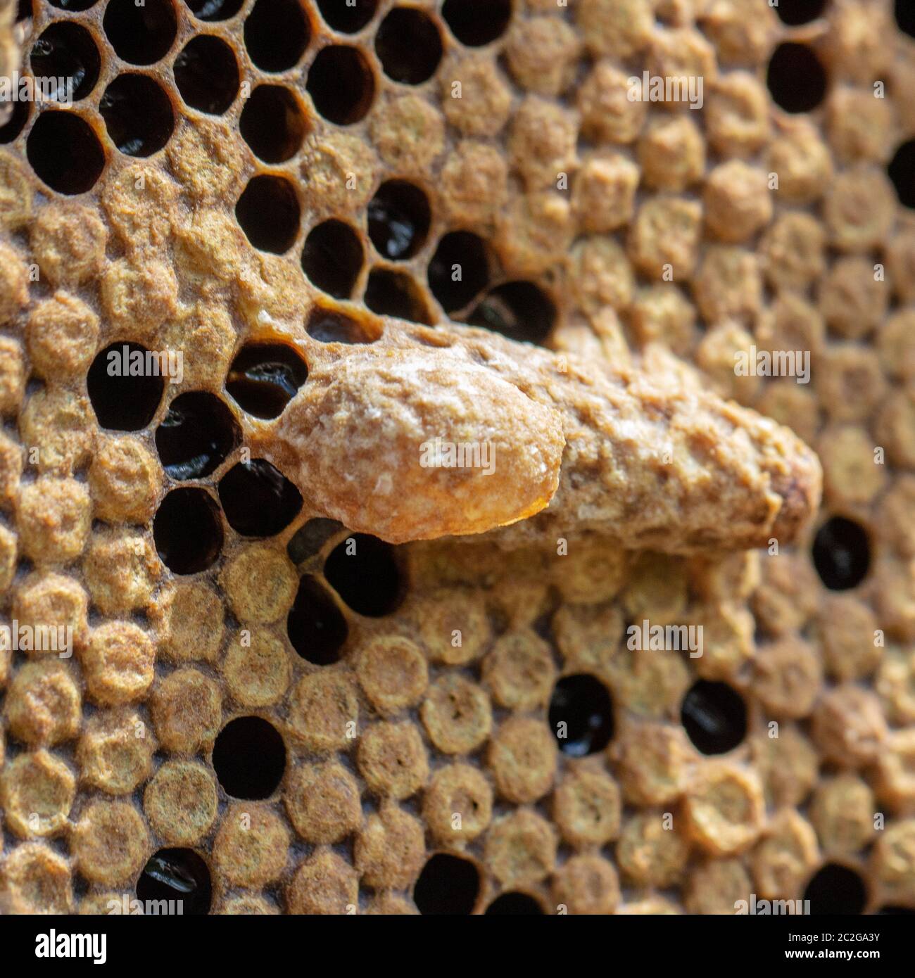 Queen's Nest in a beehive. Mother liquor Stock Photo