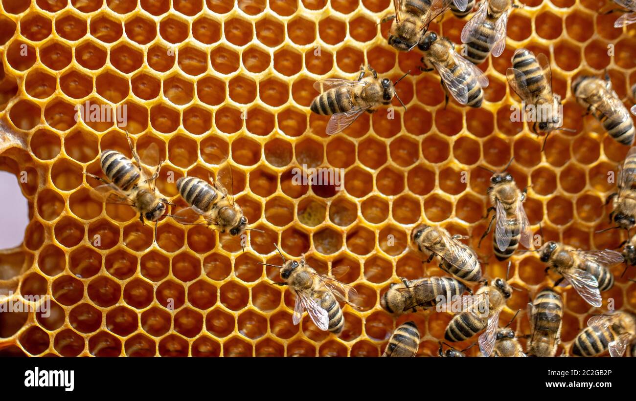 https://c8.alamy.com/comp/2C2GB2P/the-concept-of-beekeeping-the-texture-of-a-honeycomb-cell-on-which-the-bees-move-and-work-back-ground-2C2GB2P.jpg