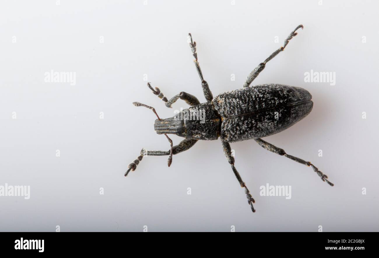 Anthonomus pomorum black-winged beetle. Pest, destroys the harvest of the sheep Stock Photo