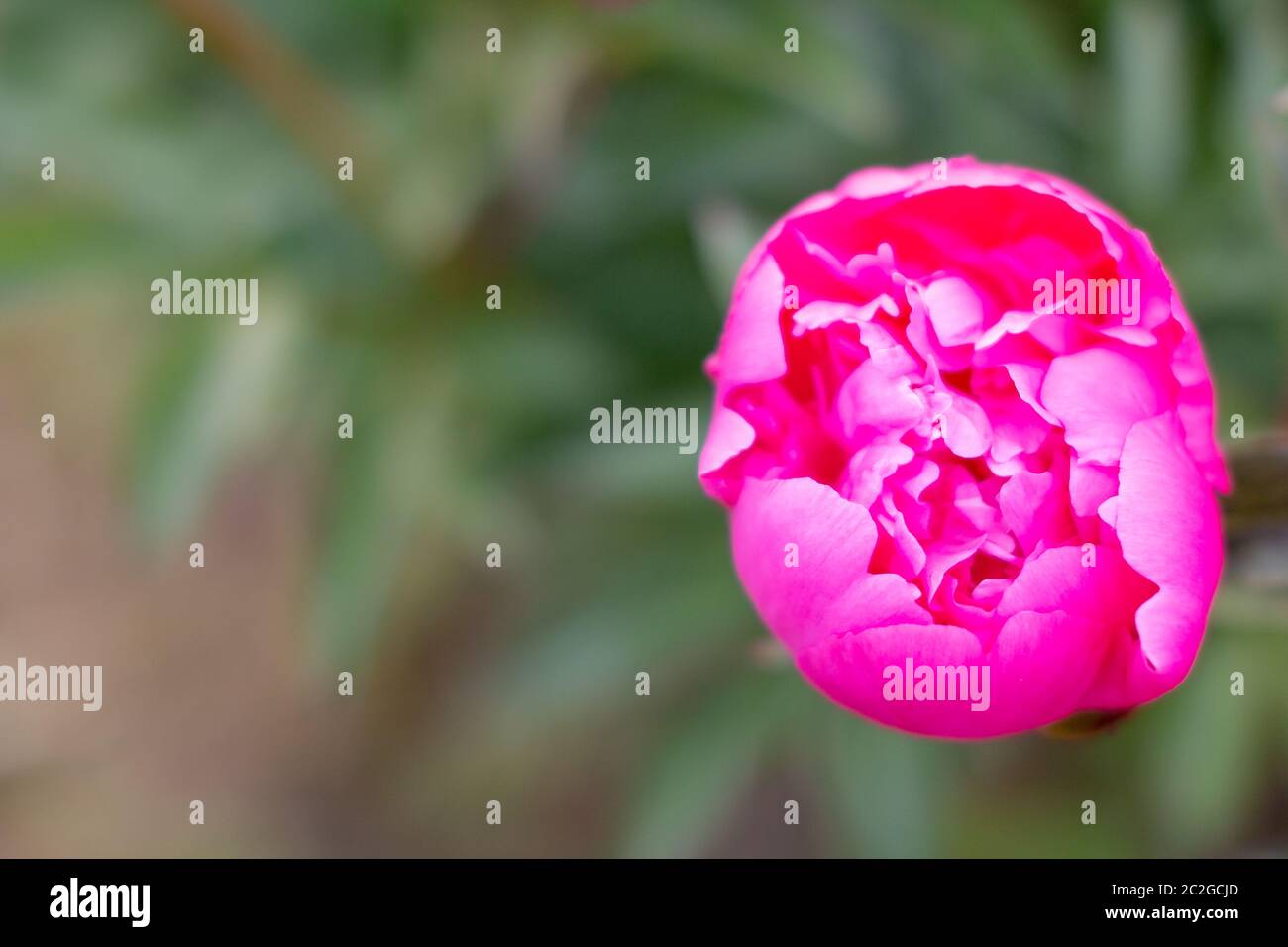 Pale pink peonies on a background of green leaves. Fragrant trendy pink ...