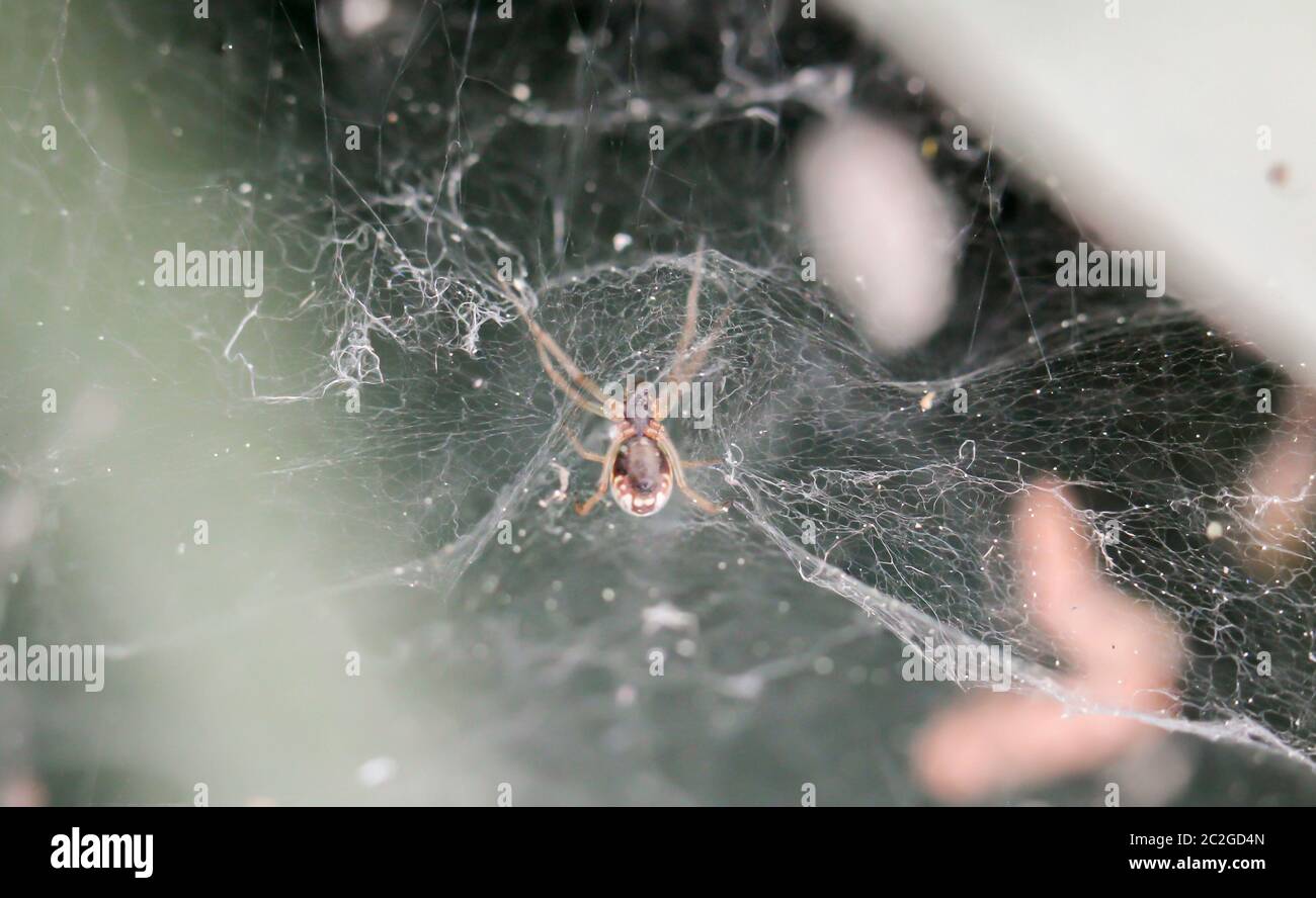 Macro of a spider in the web Stock Photo - Alamy