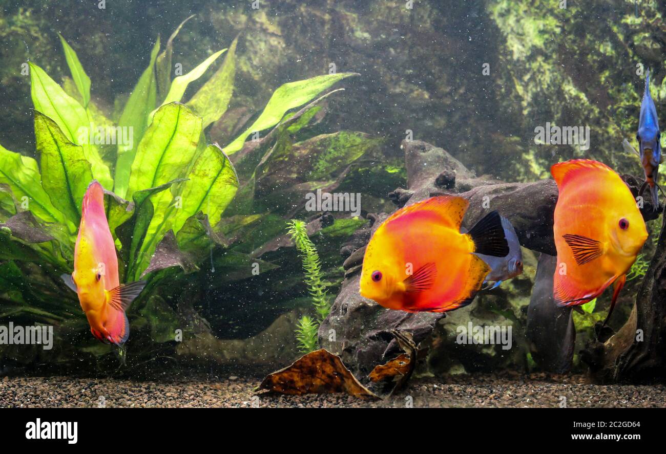colorful discus fish, cichlids in aquarium Stock Photo