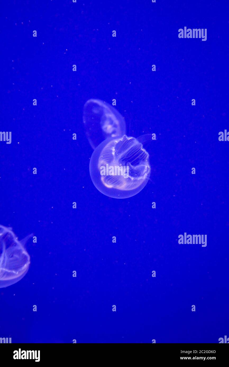 a jellyfish in the dark blue sea Stock Photo