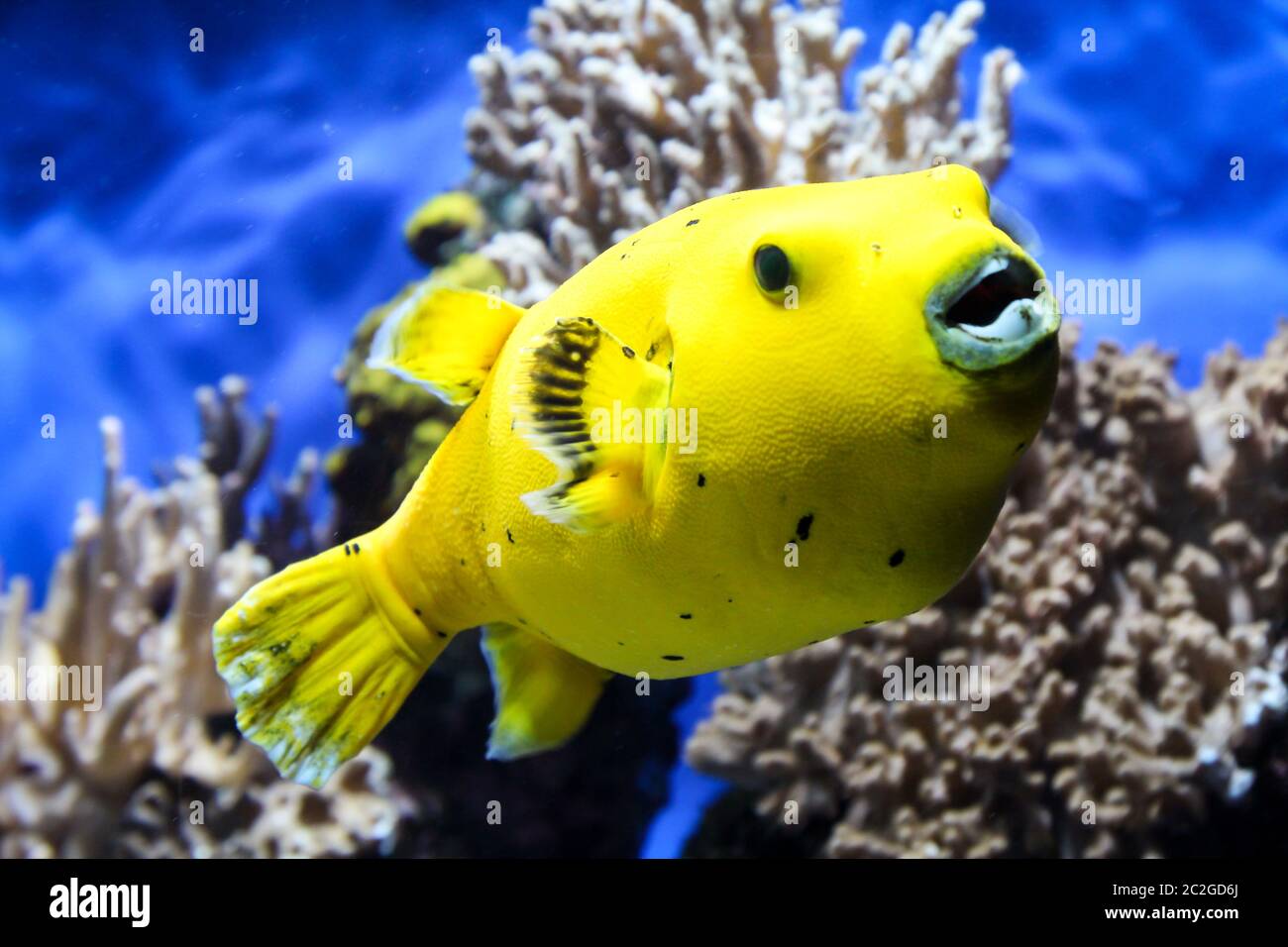 a yellow puffer fish in the sea Stock Photo