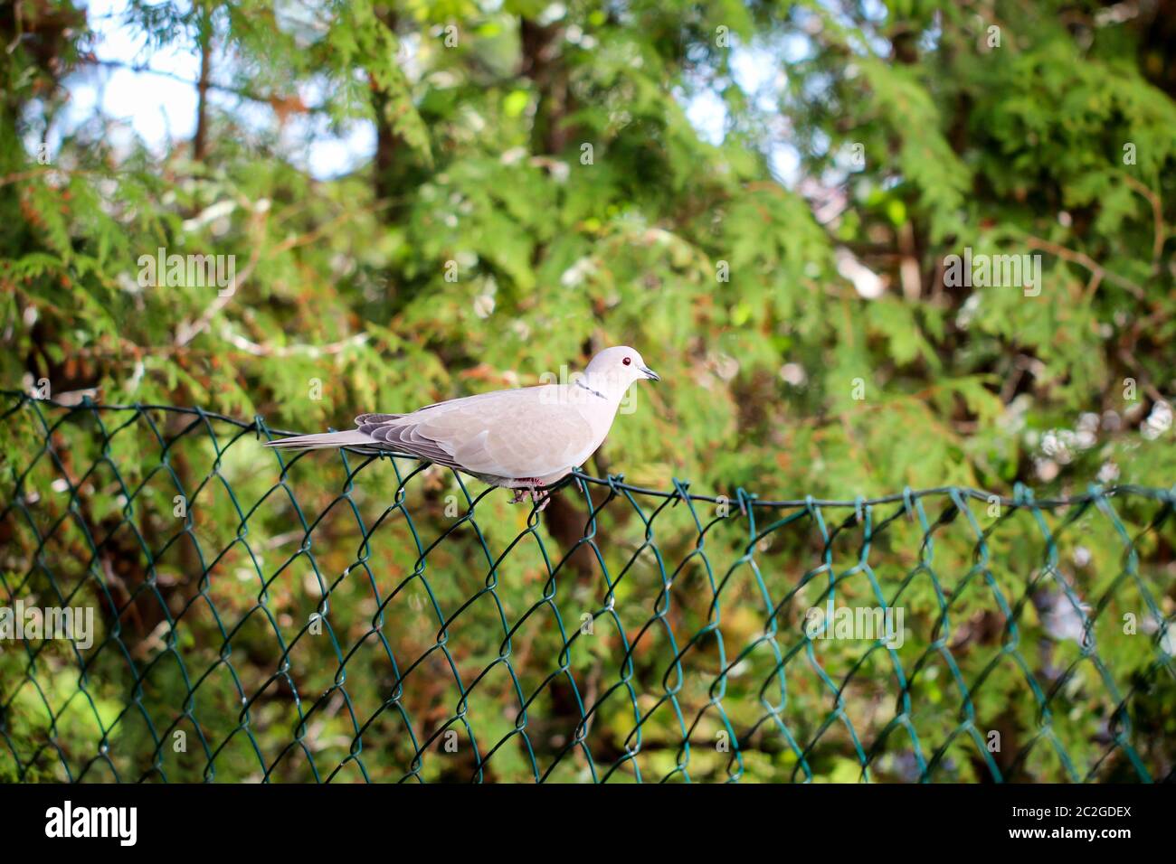 a pigeon sits comfortably on a wire mesh fence Stock Photo