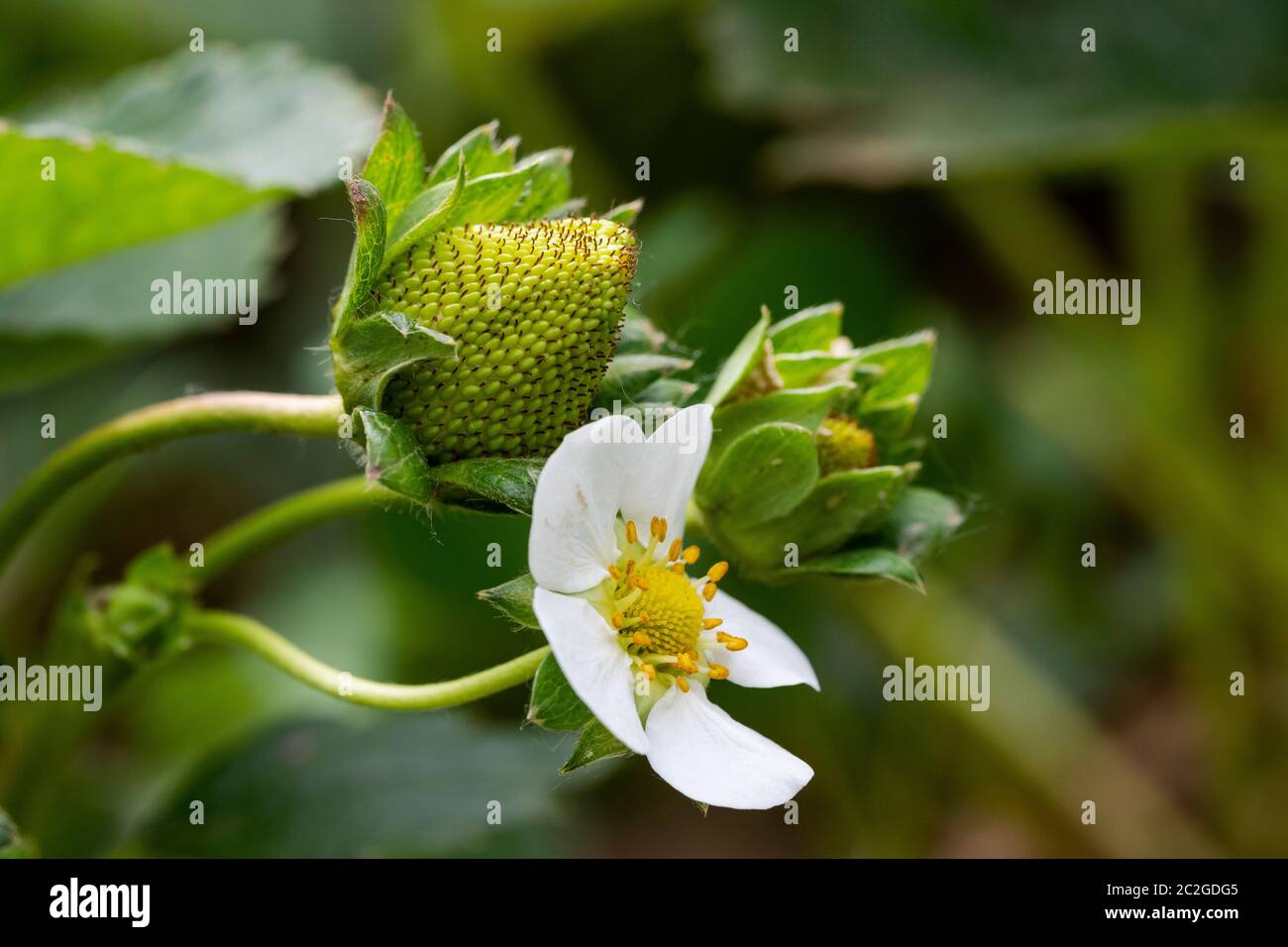 Selective focus of wild strawberries in bloom and first green strawberries. Spain Stock Photo