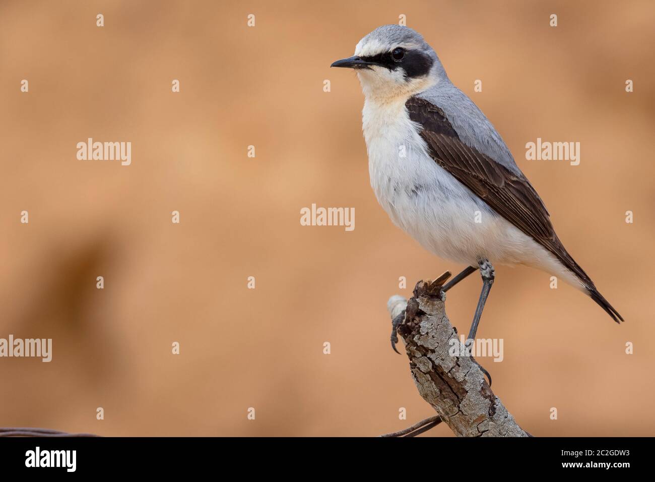 Male of Northern wheatear, Oenanthe oenanthe, perched on a branch on a single ocher background. Horizontal format with space for text. Spain Stock Photo