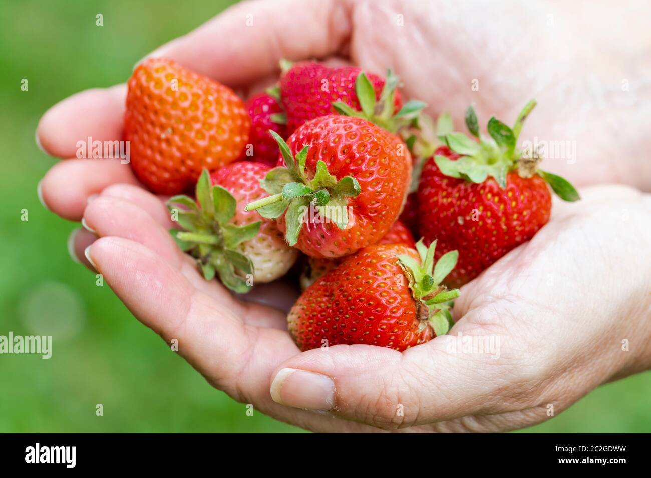 Selective focus of the first harvest of organic strawberries in the hands of a girl. Spain Stock Photo