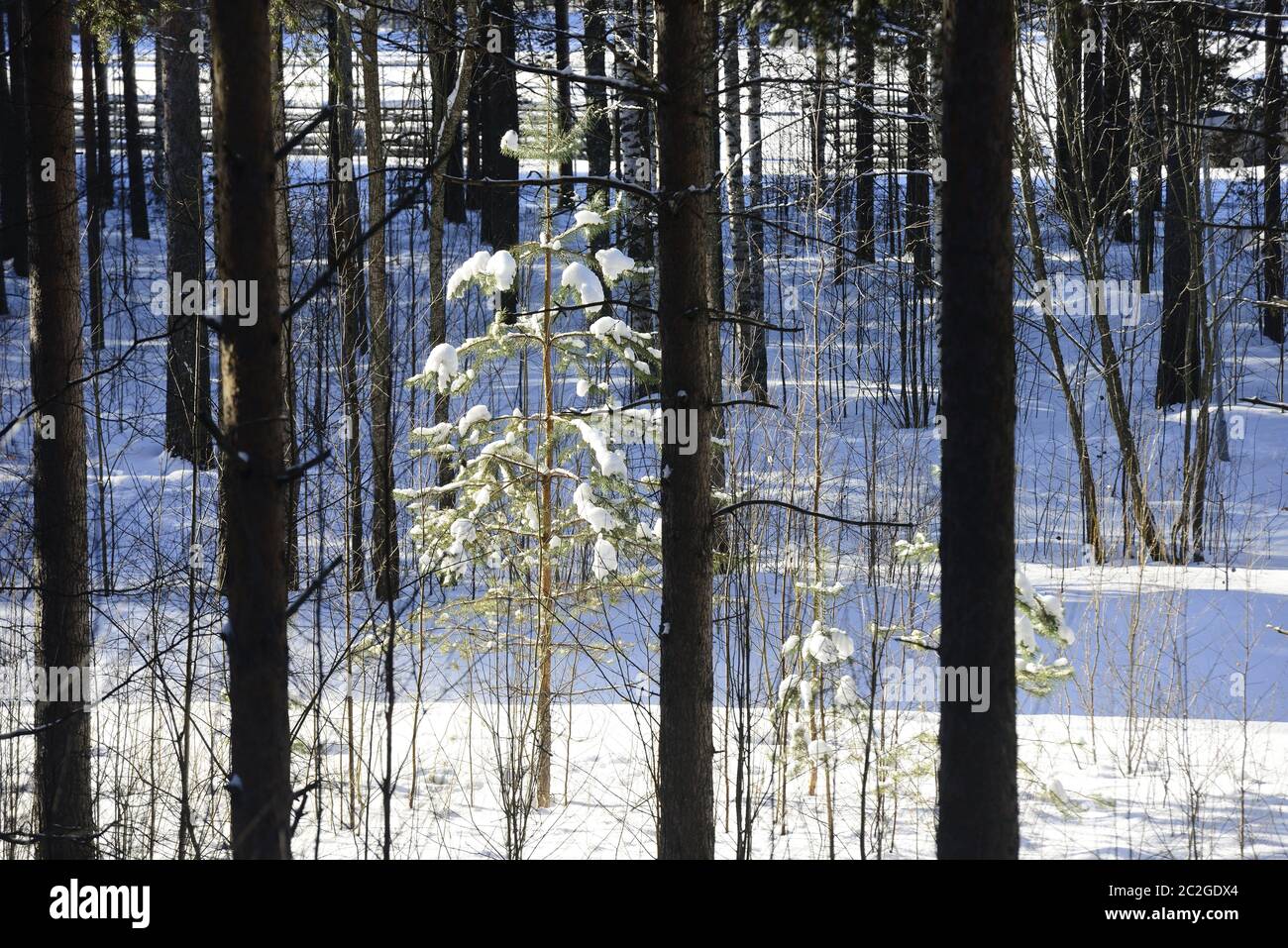 winter forest, snowdrifts and trees, north Finland Stock Photo