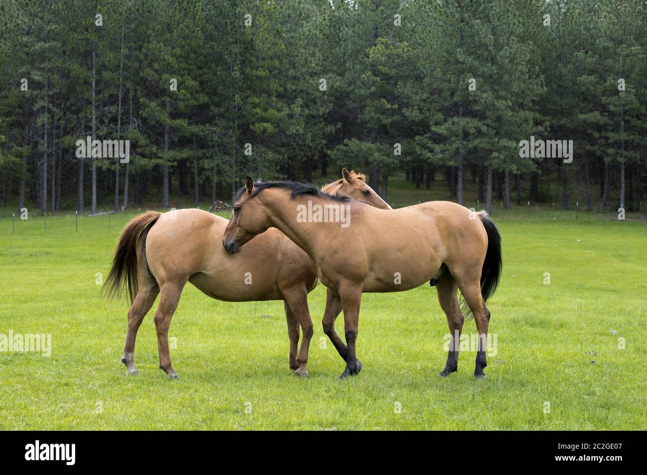 Two horses groom each other in the field near Coeur d'Alene, Idaho
