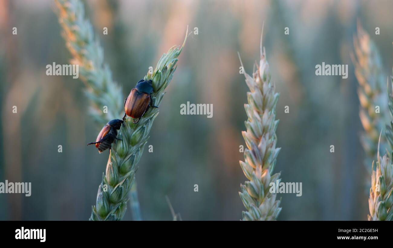 Anisoplia segetum Insect, pest of grass fields. Stock Photo