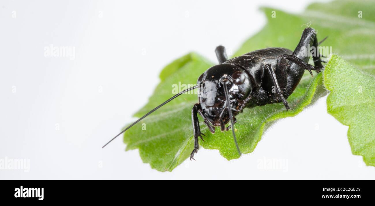 A close up of black cricket on leaf. Stock Photo