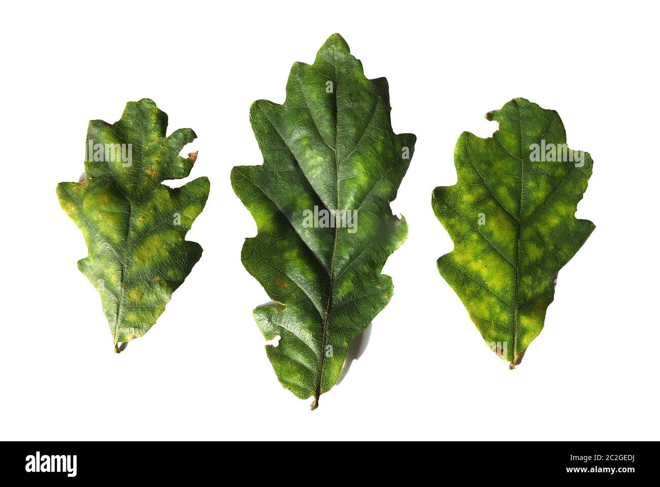 three green oak leaves beginning to turn yellow in september on a white