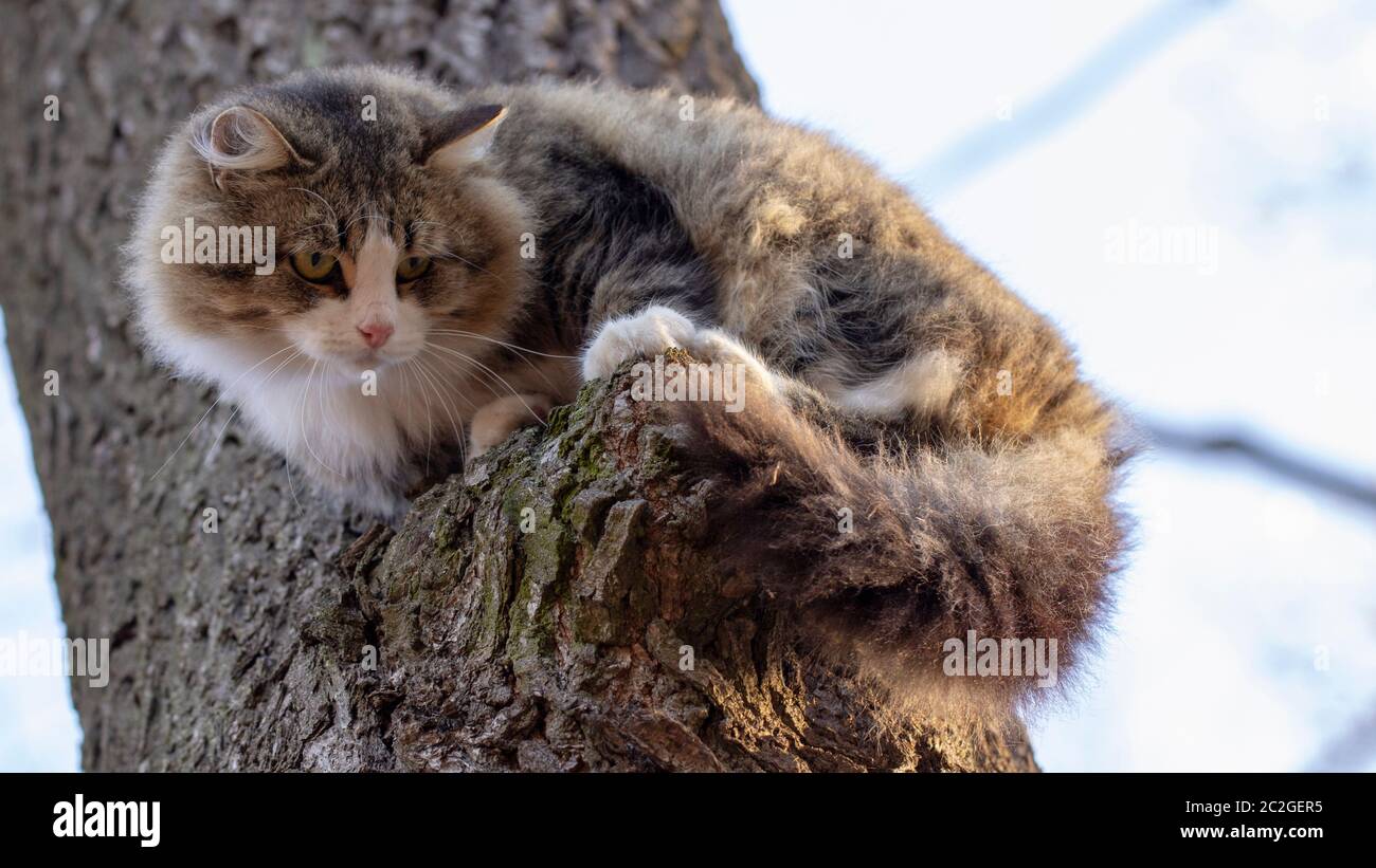 Cat homeless, gray and white coloring with long hair sitting on a branch of an old tree Stock Photo