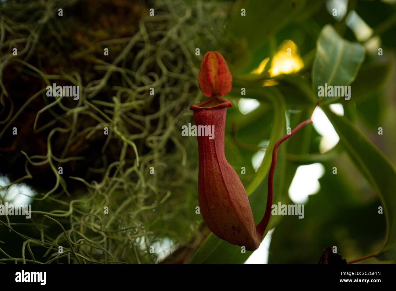 Nepenthes do well with bright indirect sunlight. This is a tropical